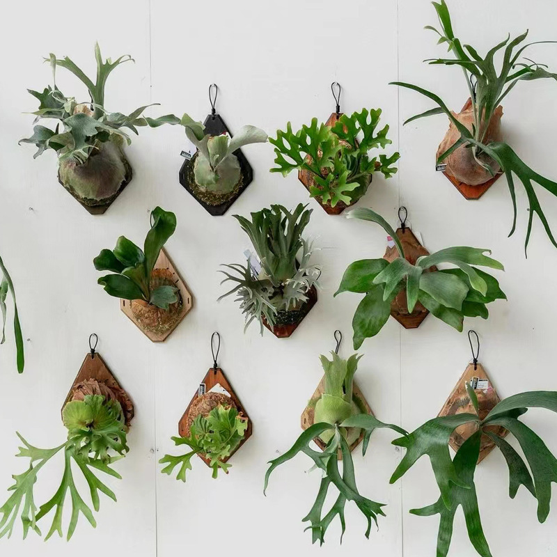Новая деревянная настенная дос – обзор и цена Plant Parent