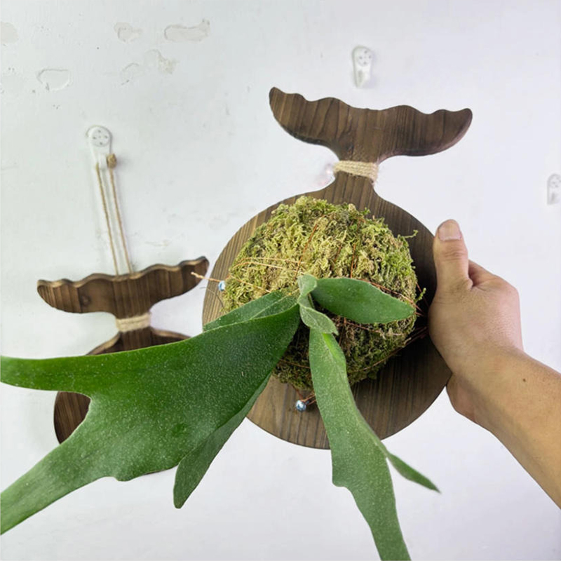 Новая деревянная настенная дос – обзор и цена Plant Parent