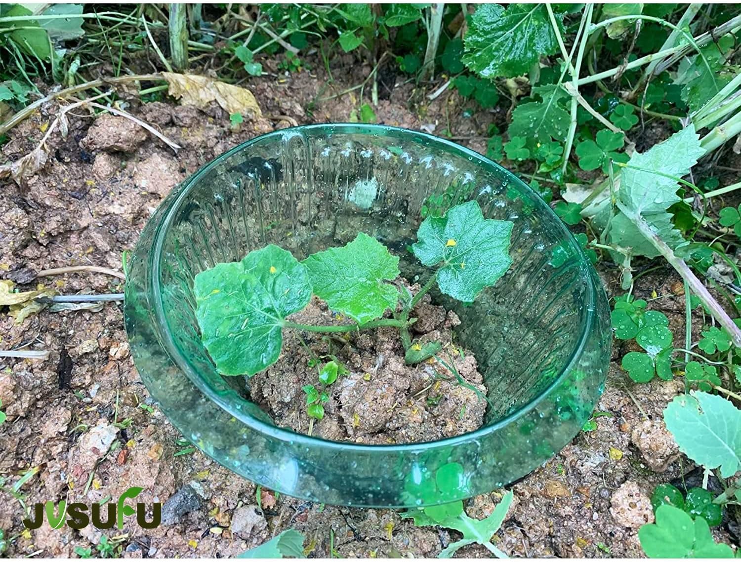 1/30 шт. Зеленые защитные коль – обзор и цена Plant Parents